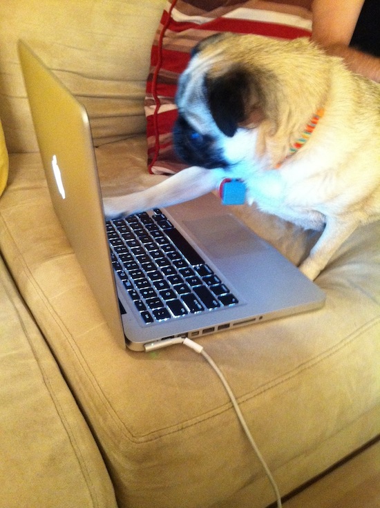 organizational ideas from Brisket the Pug