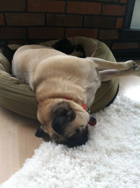 organizational ideas from Brisket the Pug