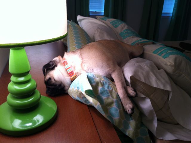 organizational ideas from Brisket the Pug