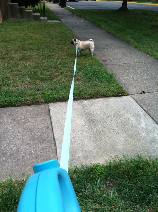 organizational ideas from Brisket the Pug