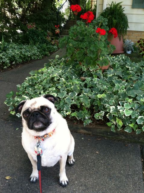 organizational ideas from Brisket the Pug