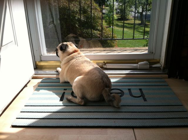 organizational ideas from Brisket the Pug