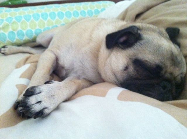 organizational ideas from Brisket the Pug