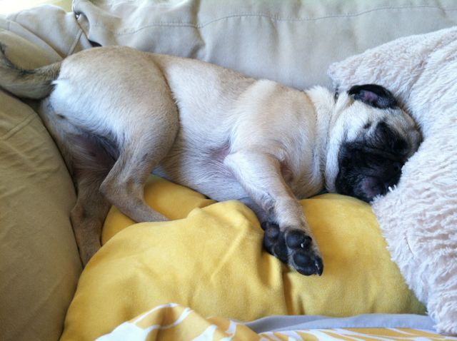 You know you're a Pug owner when... The truth about funny Pugs and their owners.