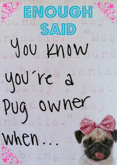 Funny Pugs & Their Owners - You Know You're A Pug Owner When... Funny Pugs & Their Owners - You Know You're A Pug Owner When...