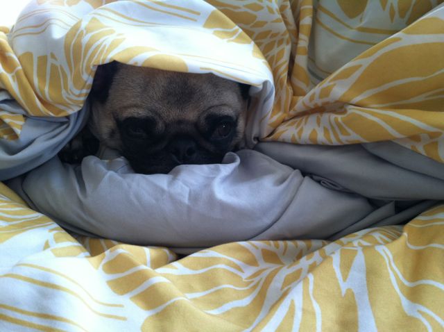 organizational ideas from Brisket the Pug