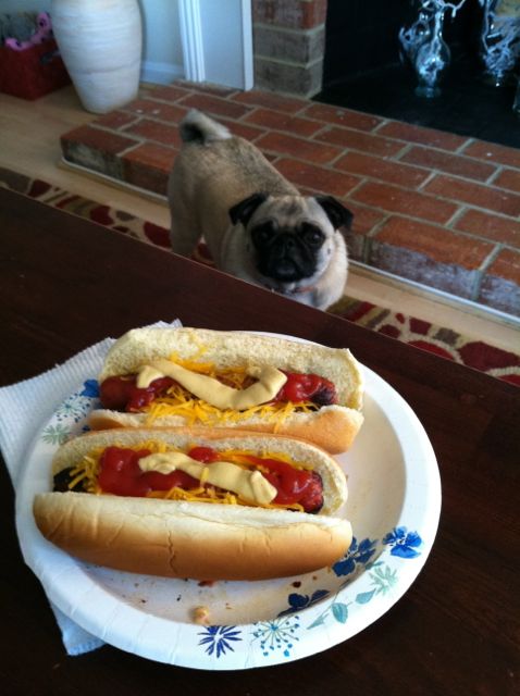 organizational ideas from Brisket the Pug