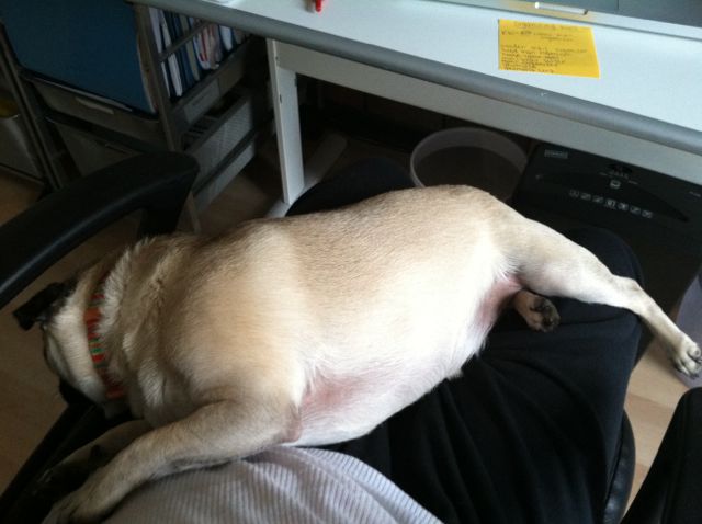 organizational ideas from Brisket the Pug