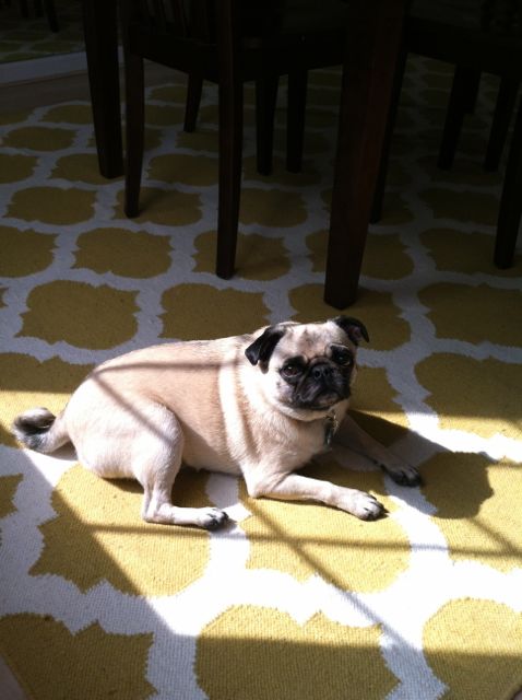 organizational ideas from Brisket the Pug